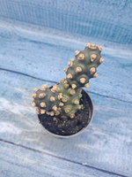 Tephrocactus Molinensis (Тефрокактус)