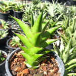 Сансевиерия TOWER