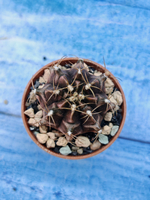 Gymnocalycium Friedrichii (Гимнокалициум)