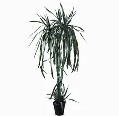 Гилоцереус высота 220 см