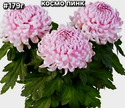 САЖЕНЦЫ ХРИЗАНТЕМЫ ГОРШЕЧНАЯ № 179 КОСМО ПИНК