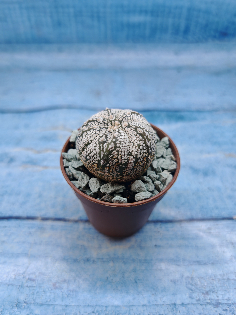 Astrophytum Asterias "Super Kabuto" (Астрофитум)