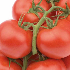 Прогрешн F1 семена томата индетерминантного (Nunhems / Нюнемс)