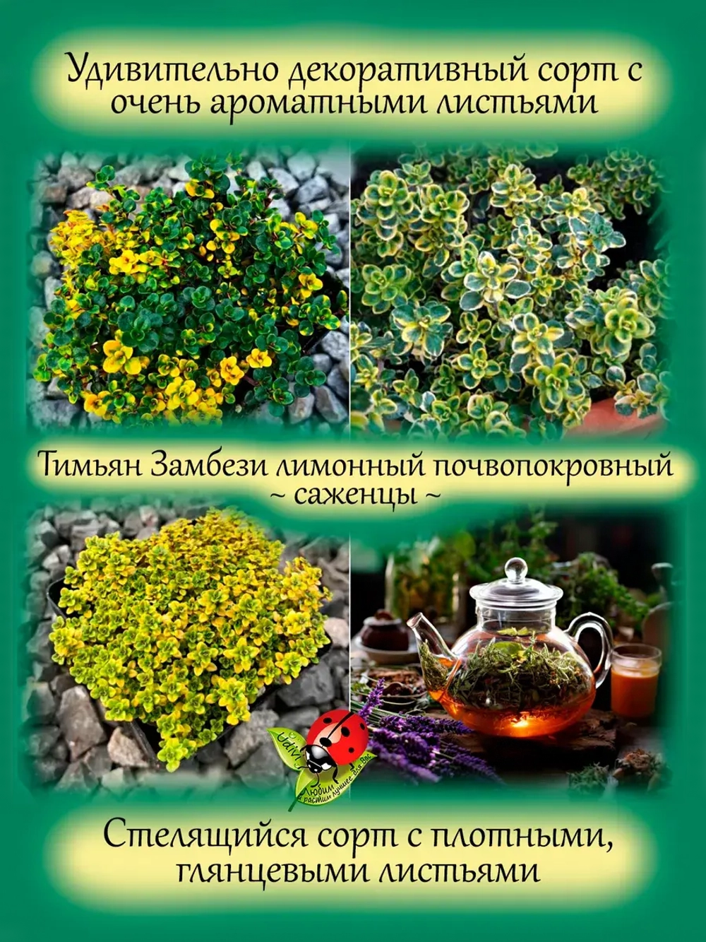 Тимьян Замбези чабрец лимонный пёстролистный почвопокровный