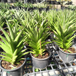 Сансевиерия ROCKMAN