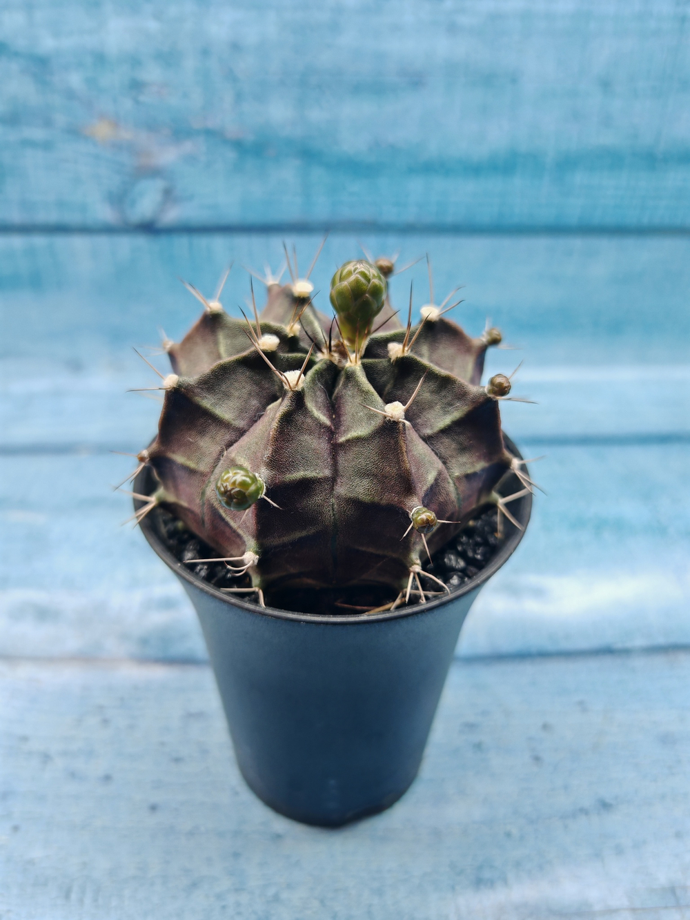 Gymnocalycium Mihanovichii black (Гимнокалициум)