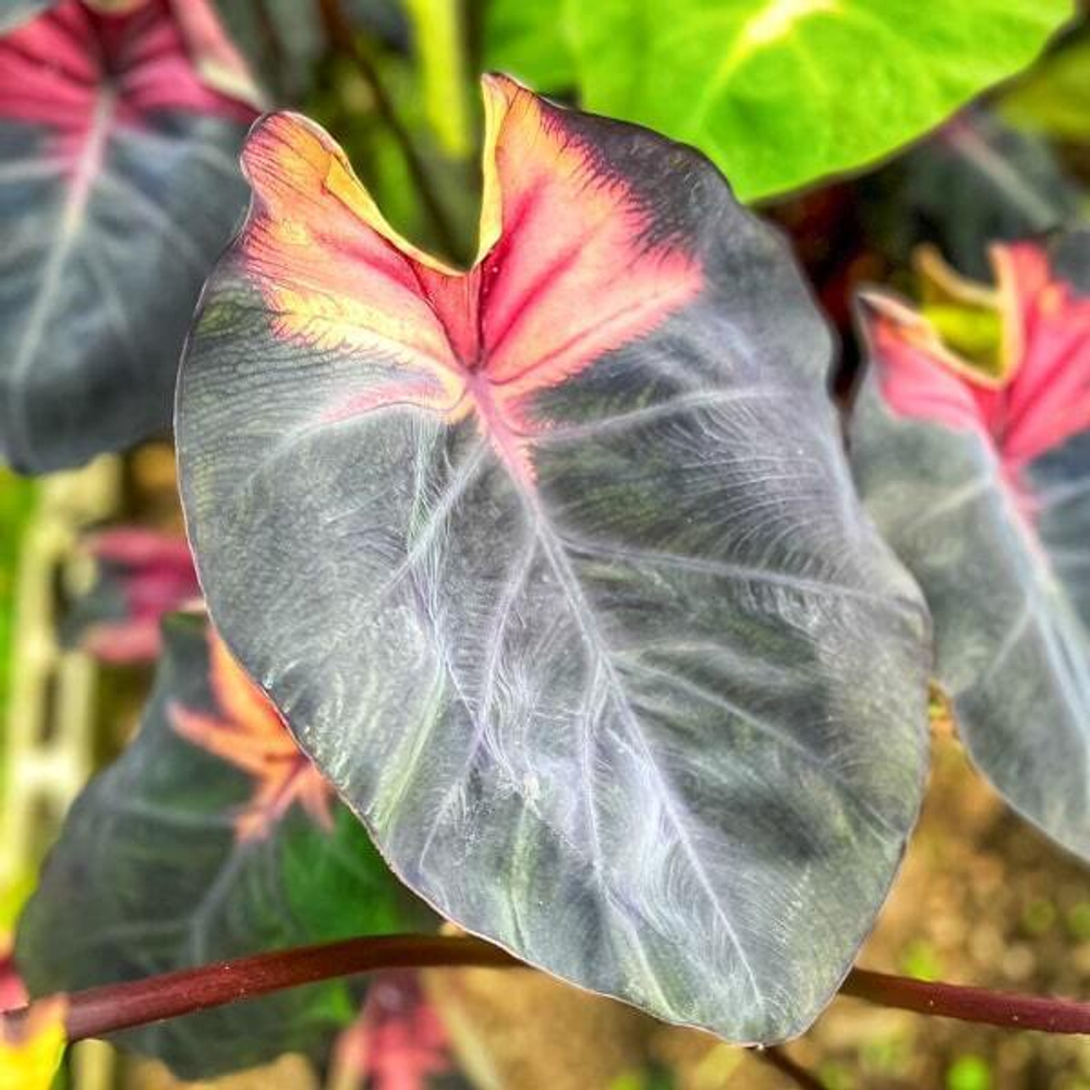 Колоказия DIABLO