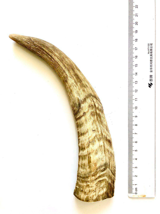 ORGANIC CHEW: РОГ Козий из Монголии - " М " (средний)