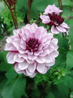 Георгин декоративный Крем де Кассис