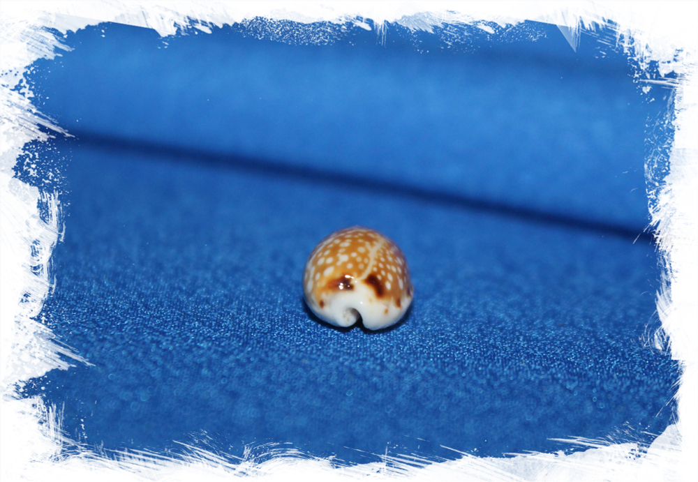 Cypraea labrolineata, Erosaria labrolineata