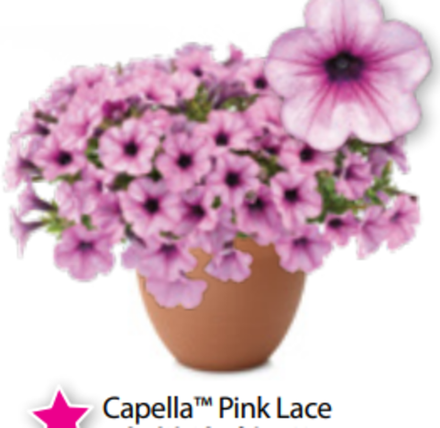 ЕВРО Петуния Capella Pink Lace ОКС укорененные черенки В наличии