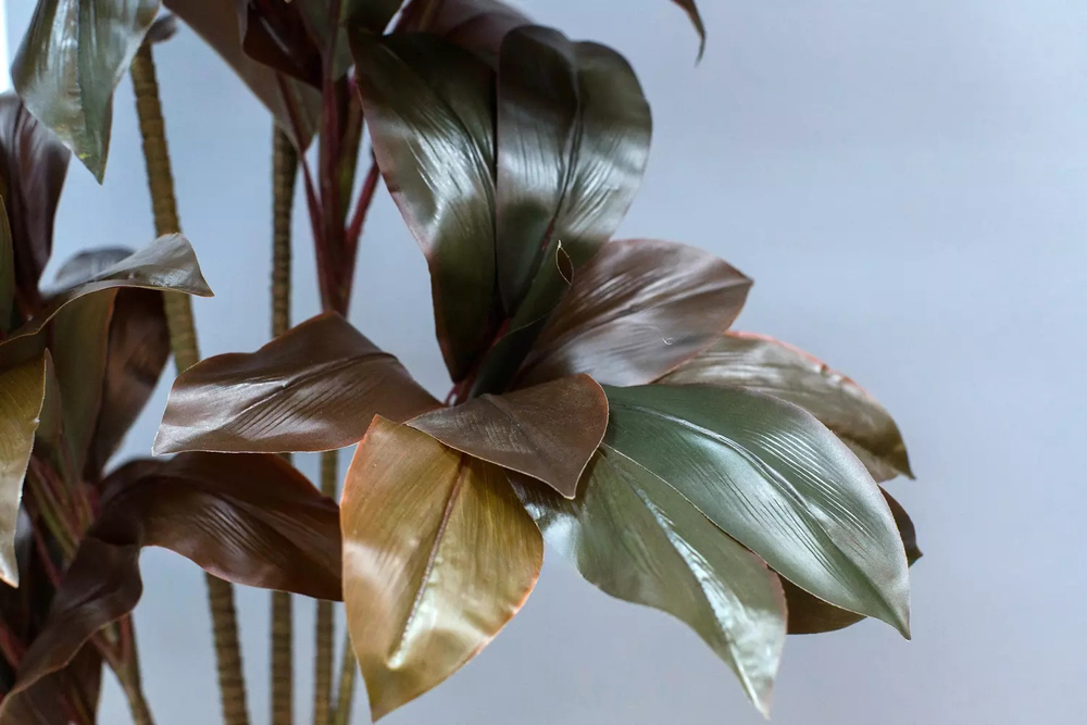 Кордилина кустарниковая 110см