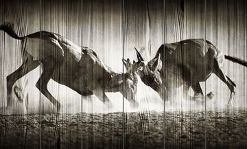 Панно из дерева Red hartebeest dual in dust