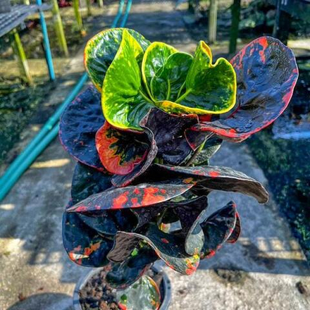 Кротон BOON RAKSA