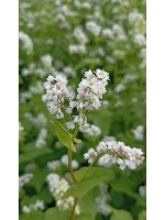 Гречка зеленая непропареная органическая 1 кг