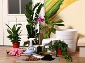 Клуб дачников и садоводов САДЭМ. Лекция №3. Комнатное цветоводство-секреты выращивания. Часть 1