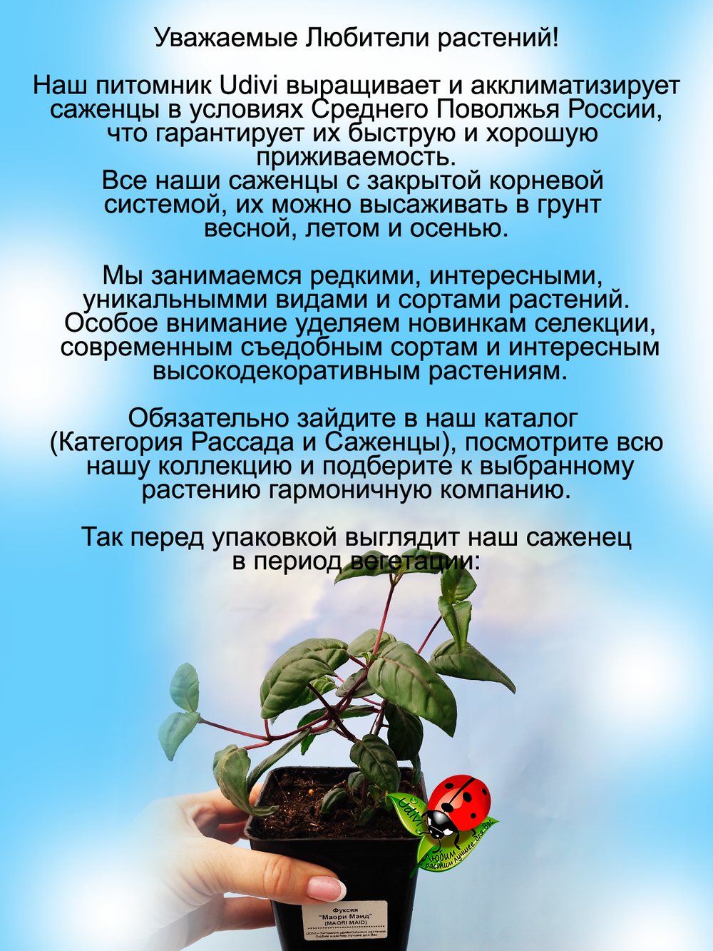 Фуксия Маори Маид махровая