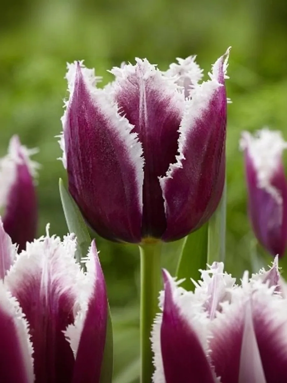 Тюльпан Бахромчатый Сан Мартин