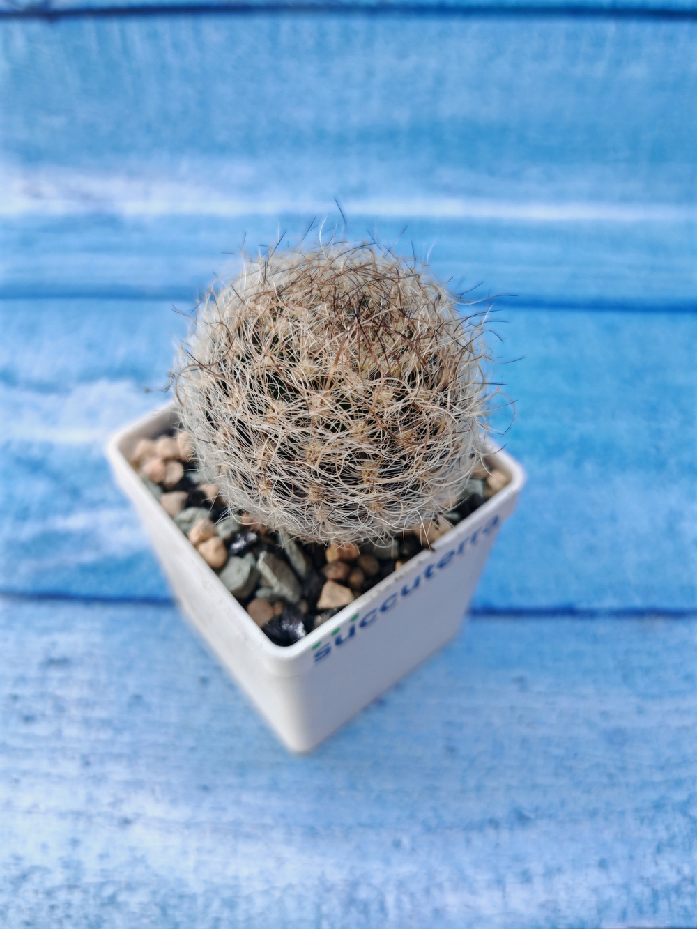 Neoporteria Senillis (Неопортерия)