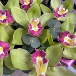 Шляпная коробка с 7 фисташковыми орхидеями