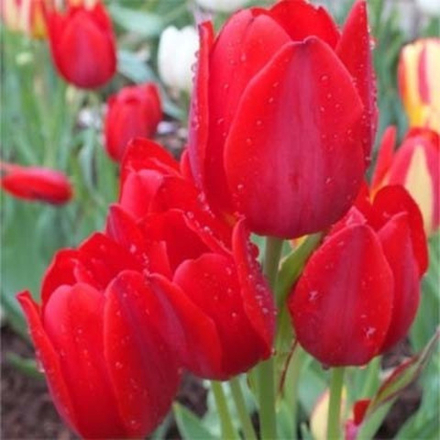 Тюльпан многоцветковый Файри Клаб