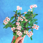 Эуфорбия Миля карликовая DAO KRAJAI