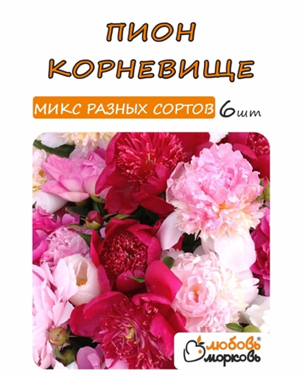 Пион Корневище, Микс розовых сортов, 6шт