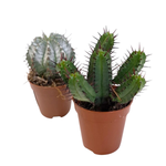 Эуфорбия микс