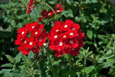 1544 Вербена BLUES RED