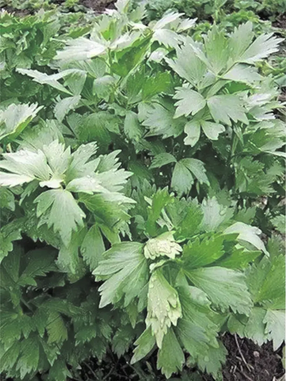 Семена Любисток Удалец