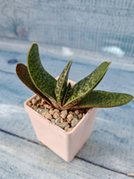 Gasteria Minima (Гастерия)