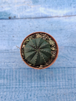 Euphoria Obesa (Эуфорбия)