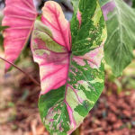 Колоказия FIRST PINK