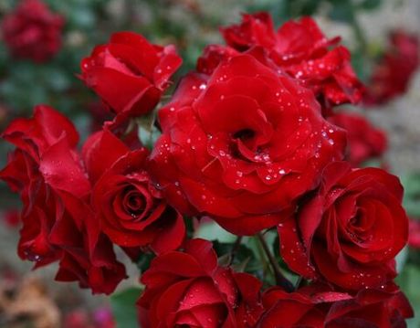 Ротер Драхе (Roter Drache)