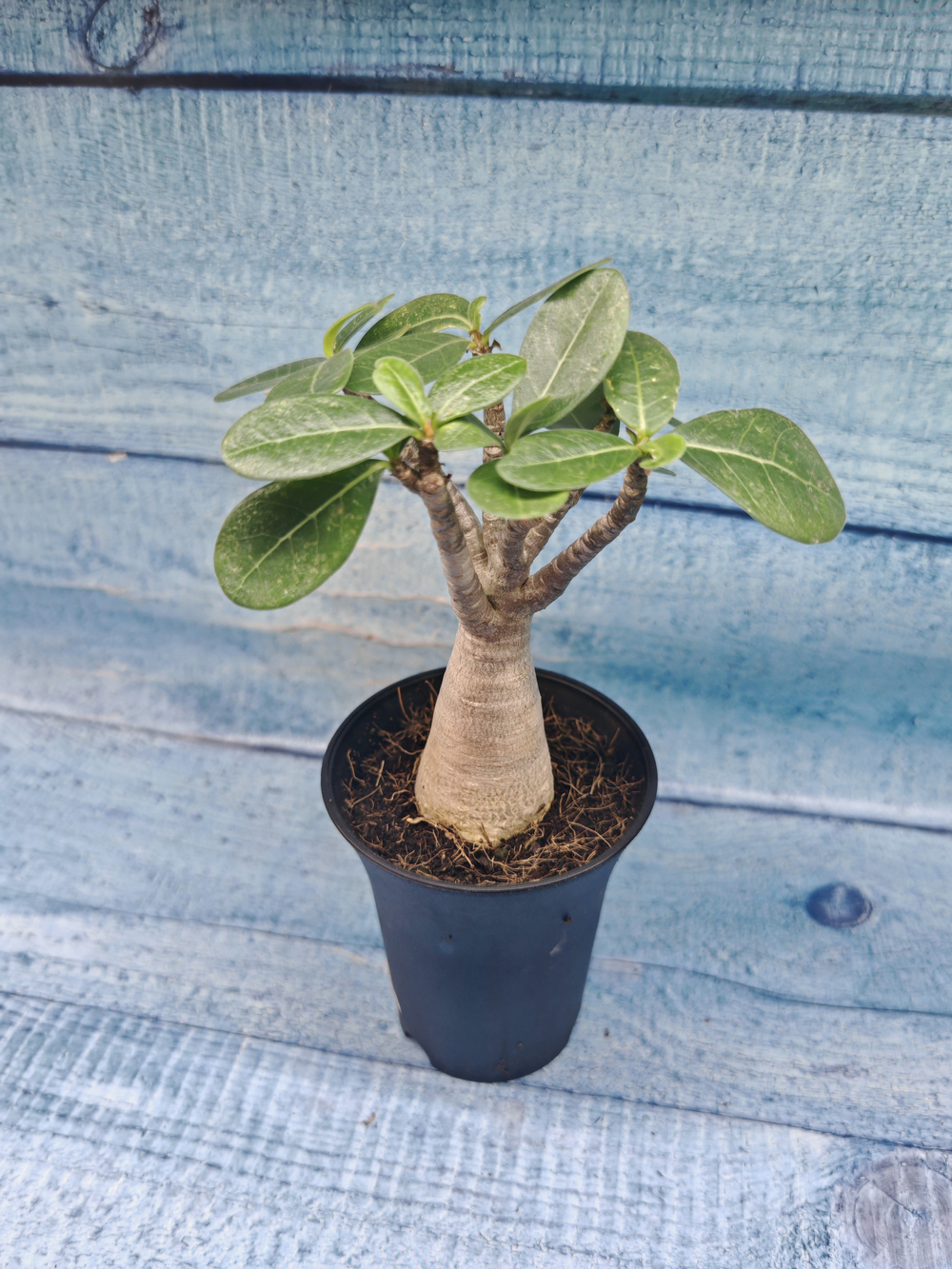 Adenium Baobab (Адениум)