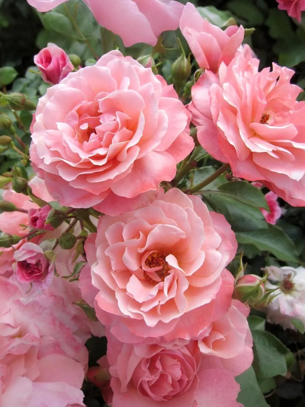 Роза флорибунда Ботичелли