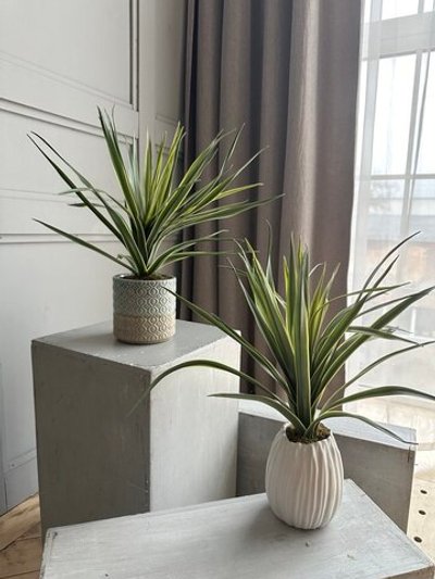 Куст Драцены в кашпо, в-45 см