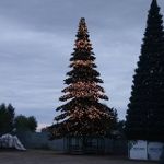 Светодинамическая елка ствольная - встроенная гирлянда: Теплый свет - "Таежная" от 11 до 21 м