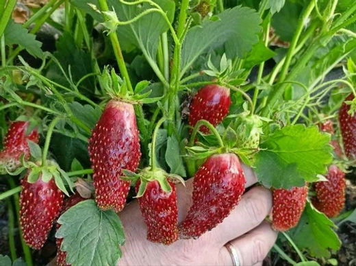 Земклуника Купчиха Р9 Закупка М65 май-июнь 2026