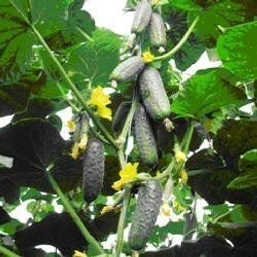 Огурец Чайковский F1