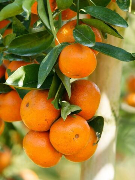 Мандариновое дерево косметическая отдушка