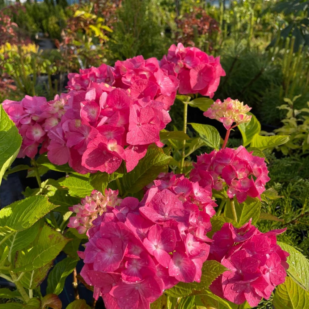 Leuchtfeuer/ Лейхфайер