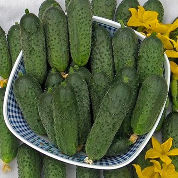 Пасамонте F1 семена огурца партенокарпического (Syngenta / ALEXAGRO) культура – фото 4