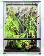 Полный комплект для Бананоеда. Террариум 40х40х50 и всё необходимое для содержания.