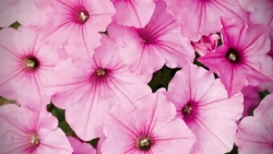 Петуния VISTA BUBBLEGUM