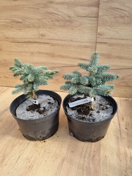 Ель колючая (голубая) Глаука Глобоза С2 20-25