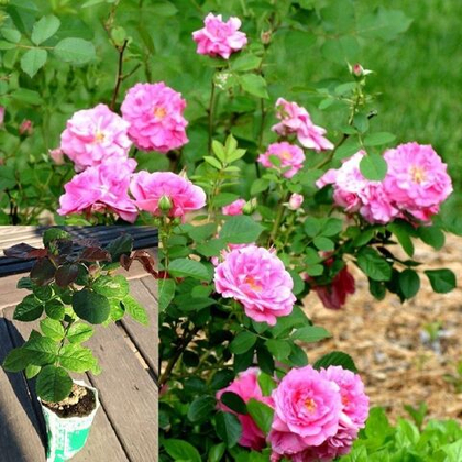 Роза канадская Морден Сентенниал саженец с ЗКС.