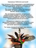 Шалфей Пурпурный вулкан сальвия многолетний
