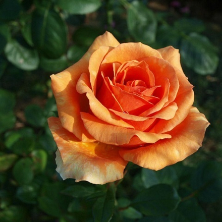 Роза чайно-гибридная Ashram