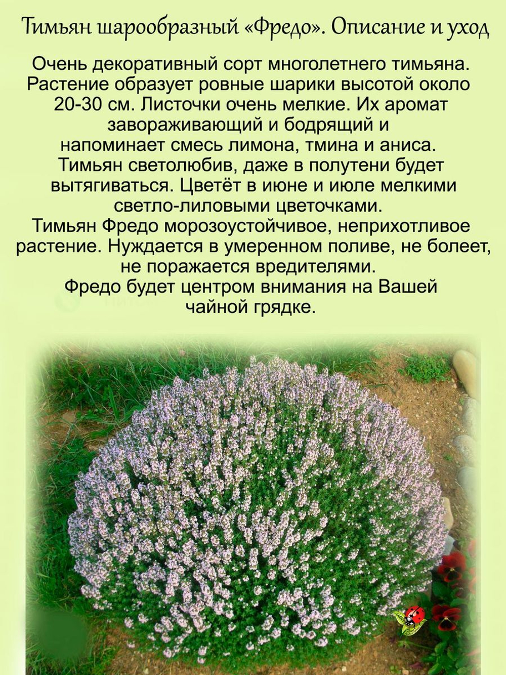 Тимьян Фредо шарообразный лимонно анисовый чабрец